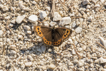 Butterfly on a hiking trail, Germany, 2015