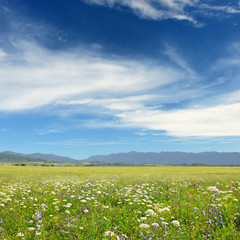 Fototapeta na wymiar Wildflowers on the background of mountains and blue sky