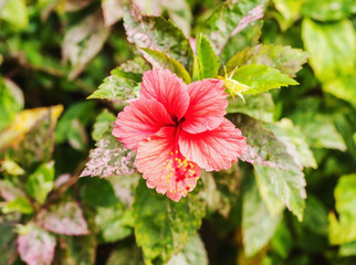 Fototapeta premium Hibiscus pink flower on blur background