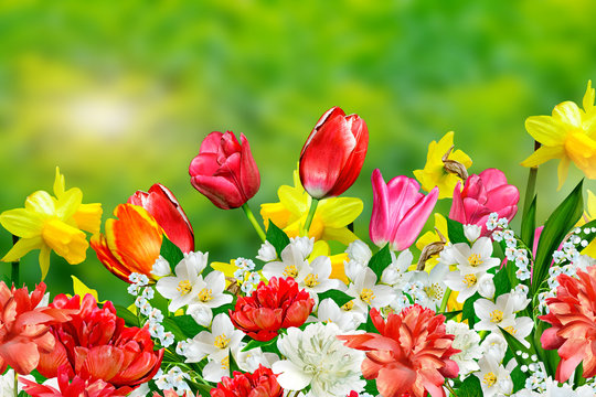 Spring flowers daffodils and tulips