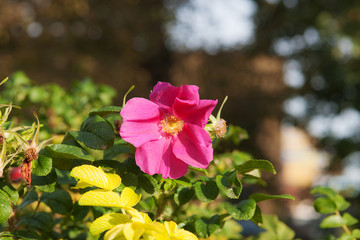 last flower in autumn