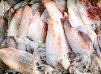 Fresh squid