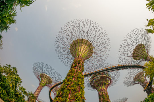 Garden by the bay at Singapore