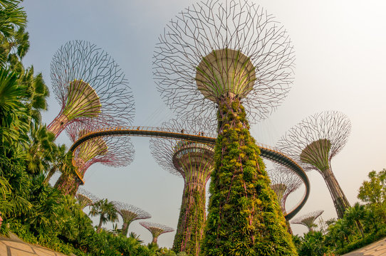 Garden by the bay at Singapore
