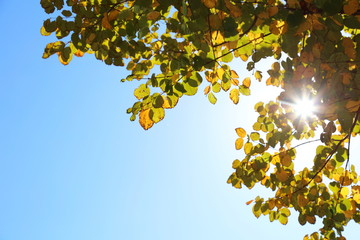 秋の木々と青空