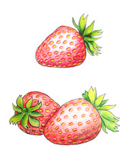 Strawberry drawn by color pencils