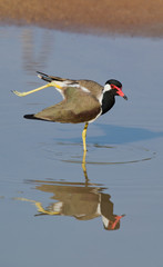 Red-wattled lapwing standing in water with reflection. Sri Lanka. An excellent illustration.