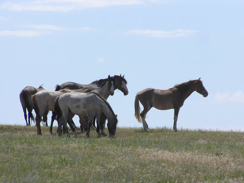 illustration of a herd of horses looking out from a hill top
