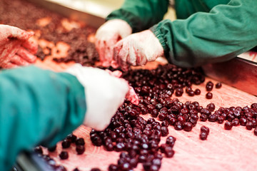 sour cherries in processing machines