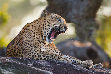 Leopard on a large stone under a tree and yawning. Sri Lanka. An excellent illustration.