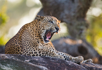 The leopard lies on a large stone under a tree and yawns. Sri Lanka. An excellent illustration.