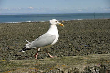 Seagull on harbour wall