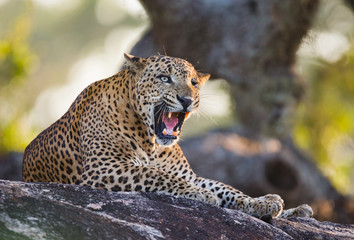 The leopard lies on a large stone under a tree and yawns. Sri Lanka. An excellent illustration.