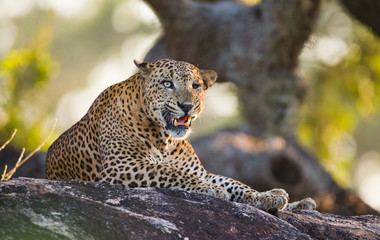 Obraz premium The leopard lies on a large stone under a tree and yawns. Sri Lanka. An excellent illustration.