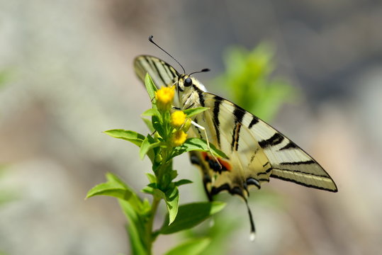 butterfly in natural habitat (scarce swallowtail)