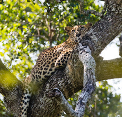 The leopard lies on a large tree branch. Sri Lanka. An excellent illustration.