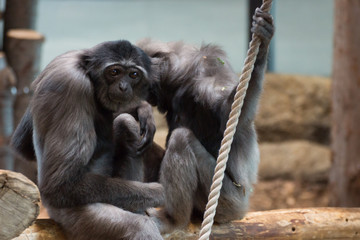 クロテナガサル