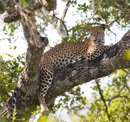 Foto op Canvas The leopard lies on a large tree branch. Sri Lanka. An excellent illustration. © gudkovandrey