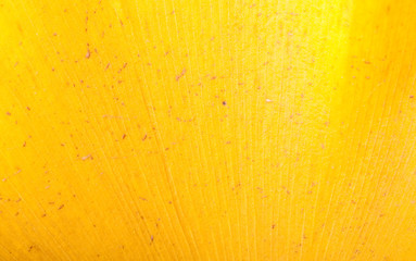 Organische Texturen - Herbstlaub