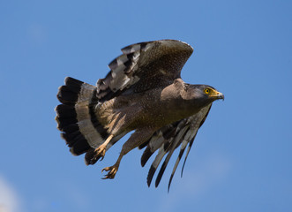 Large predatory bird at the time of takeoff. Sri Lanka. An excellent illustration.
