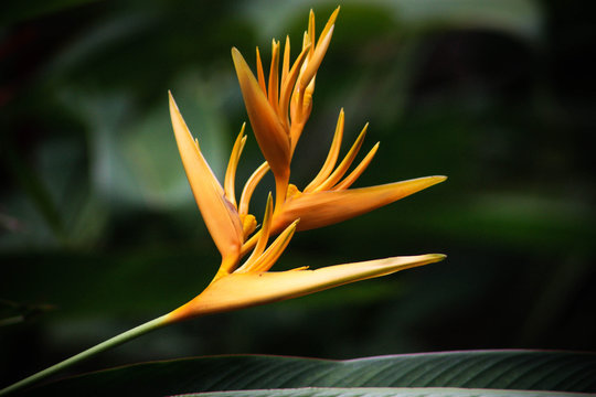 oiseau de paradis