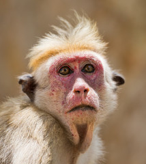 Monkey close-up portrait. Sri Lanka. An excellent illustration.