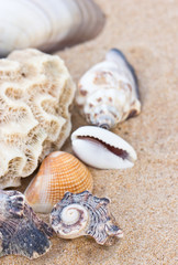 Variety of sea shells on sand.