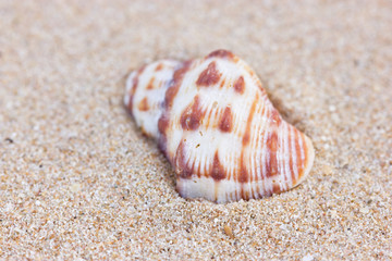 Sea shell on sand.