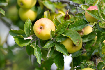 apples on branch