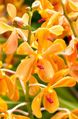 Fototapeta na wymiar Blossom Orange Orchid.