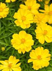 Yellow Cosmos Flowers with water drops.