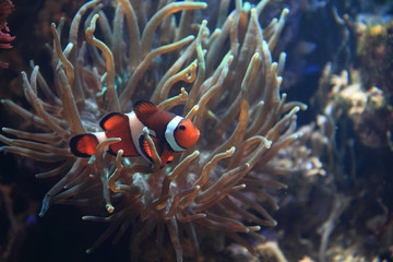 nemo fish (clown fish)