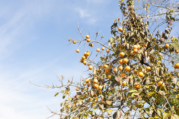 Fall season: ripe persimmon fruit on the tree
