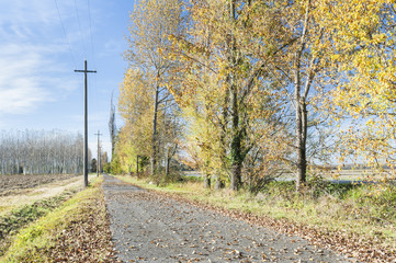 Colorful autumn trees with fallen leaves on a country road
