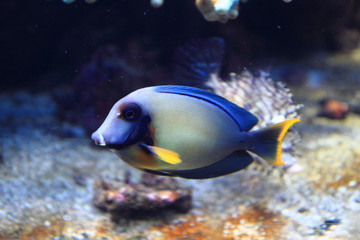 Fototapeta na wymiar exotic fish in the sea
