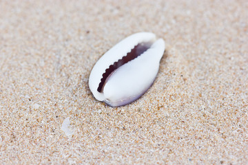 Sea shell on sand.