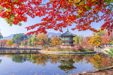 Fototapeta premium Gyeongbukgung and Maple tree in autumn in korea.