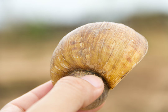 Hand holding a river shell
