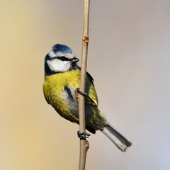 blue tit on branch in winter (parus caeruleus)