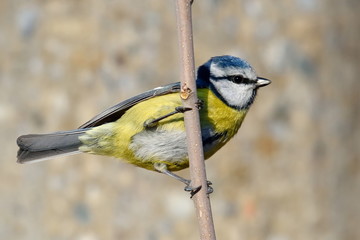 blue tit on branch in winter (parus caeruleus)
