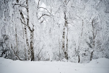 Obraz premium winter landscape