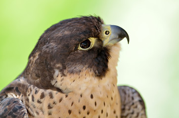  Peregrine Falcon (Falco peregrinus) portrait
