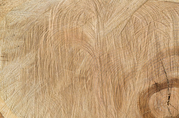 Close up of the freshly cut red oak (Quercus borealis) trunk with chainsaw marks