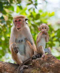 Monkey mother with a baby sits on a tree. Sri Lanka. An excellent illustration.