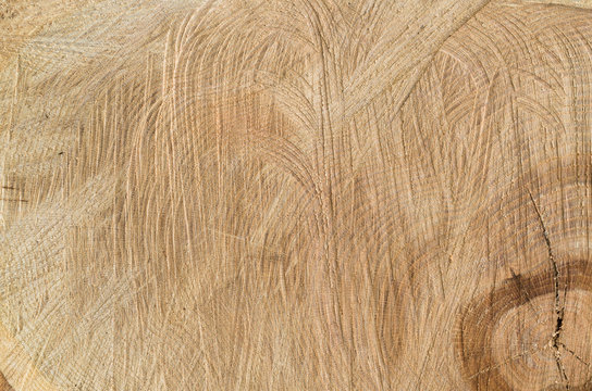 Close Up Of The Freshly Cut Red Oak (Quercus Borealis) Trunk With Chainsaw Marks