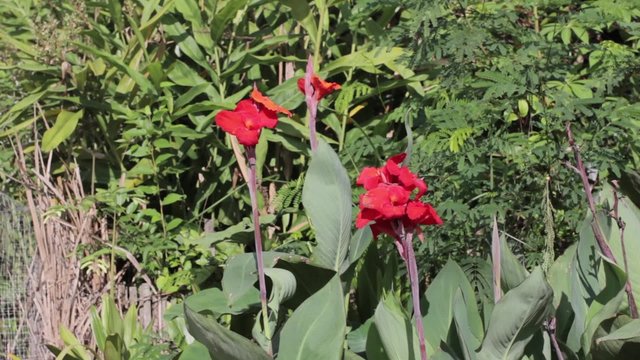Yellow Flower Indian Canna (Canna indica L.) or Indian shot