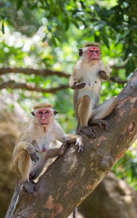 Monkeys sitting on a tree. Sri Lanka. An excellent illustration.