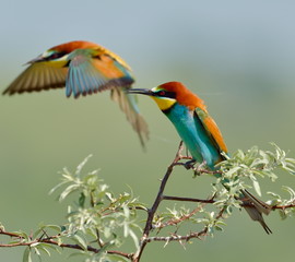 Obraz premium european bee-eater (Merops Apiaster) outdoor