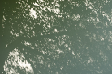 Tree Shadows on The Wall.