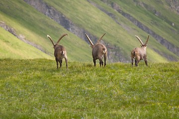 Alpine Ibex in the mountains